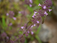 Clinopodium umbrosum
