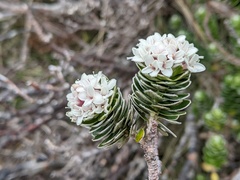 Pimelea sericea