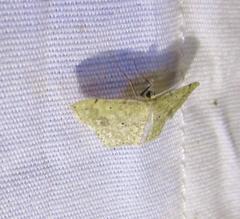 Scopula compensata