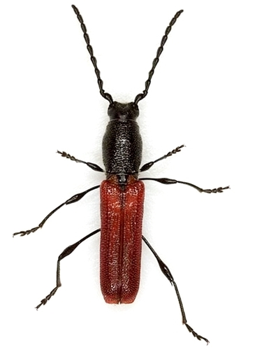 Ancylocera bicolor · iNaturalist