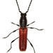 Redwinged Longhorn Beetle - Photo (c) Mike Quinn, Austin, TX, some rights reserved (CC BY-NC), uploaded by Mike Quinn, Austin, TX