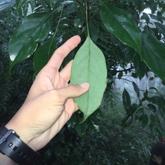 Meliosma squamulata