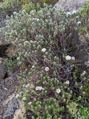 Pimelea sericea