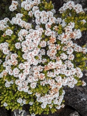 Archeria serpyllifolia