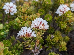 Archeria serpyllifolia