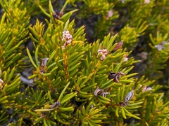 Orites acicularis