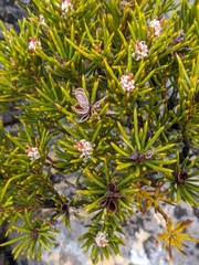 Orites acicularis