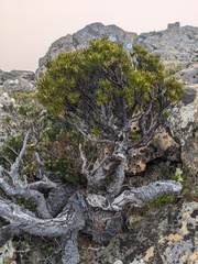 Orites acicularis
