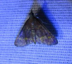 Pyrausta pseuderosnealis