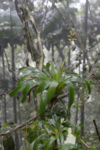 Guzmania tarapotina