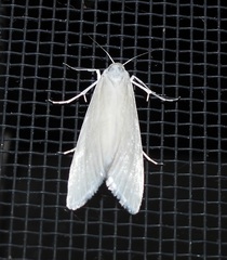 Schoenobiinae