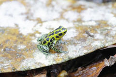 Ranitomeya variabilis