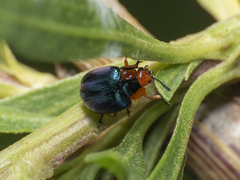 Phaedon semimarginatus