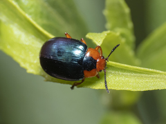 Phaedon semimarginatus