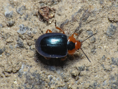 Phaedon semimarginatus