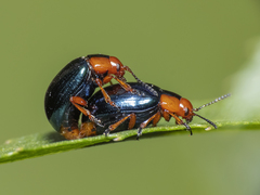 Phaedon semimarginatus