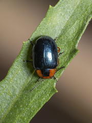 Phaedon semimarginatus