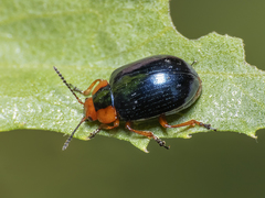 Phaedon semimarginatus