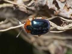 Phaedon semimarginatus