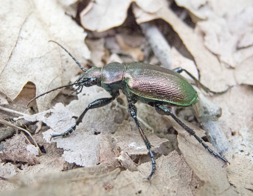 Lesser Searcher Beetle, photo 5 of 7