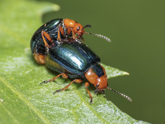 Phaedon semimarginatus