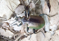 Calosoma inquisitor