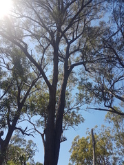 Eucalyptus resinifera