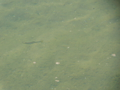 Notemigonus crysoleucas