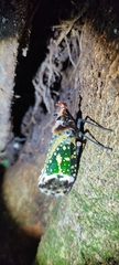 Phrictus hoffmannsi
