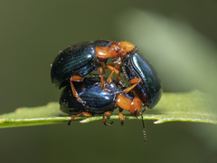 Phaedon semimarginatus