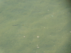 Notemigonus crysoleucas