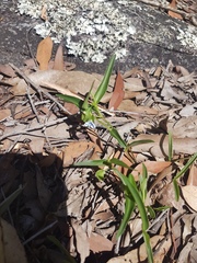 Commelina lanceolata
