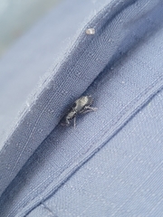 Chalepistes spermophilus