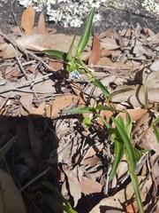 Commelina lanceolata