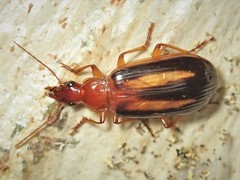 Philophlaeus australis