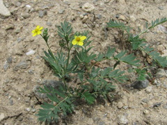 Sibbaldianthe orientalis