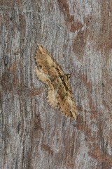 Chrysolarentia leucophanes