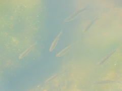 Notemigonus crysoleucas