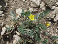 Sibbaldianthe orientalis
