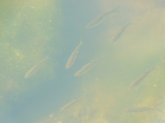 Notemigonus crysoleucas