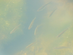 Notemigonus crysoleucas