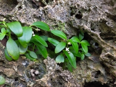 Oldenlandia biflora