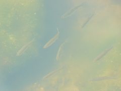 Notemigonus crysoleucas