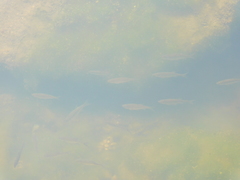 Notemigonus crysoleucas