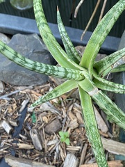 Sansevieria ballyi