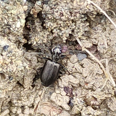 Actenonyx bembidioides