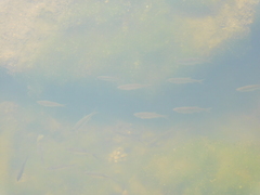 Notemigonus crysoleucas