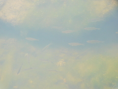 Notemigonus crysoleucas