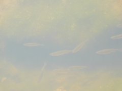 Notemigonus crysoleucas