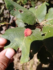 Striatoandricus nievesaldreyi